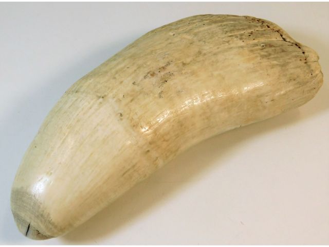 A 19thC sperm whale tooth with current Cites certificate SOLD £320