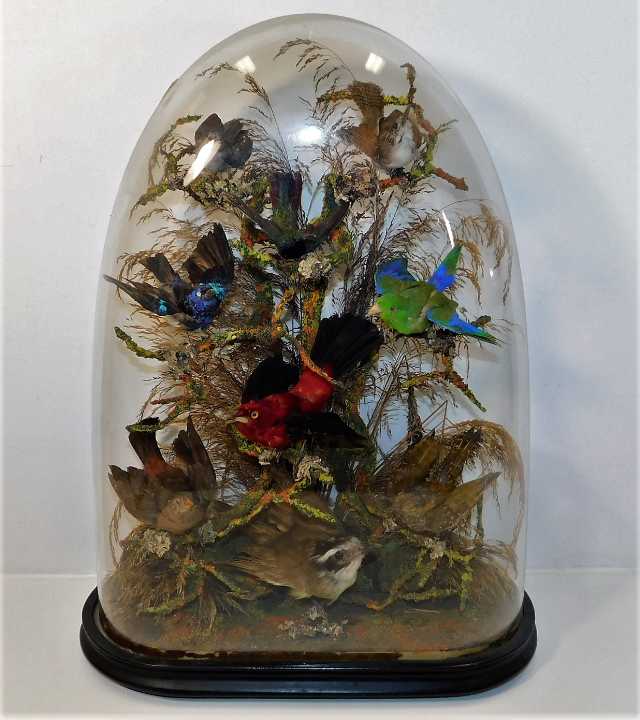 A Victorian taxidermy group of nine birds within naturalistic setting under glass dome 20in high SOLD £200